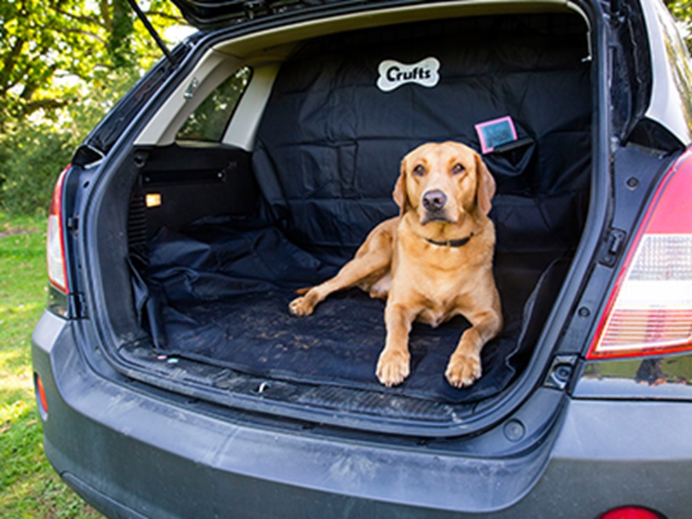 Car Travel with Dogs