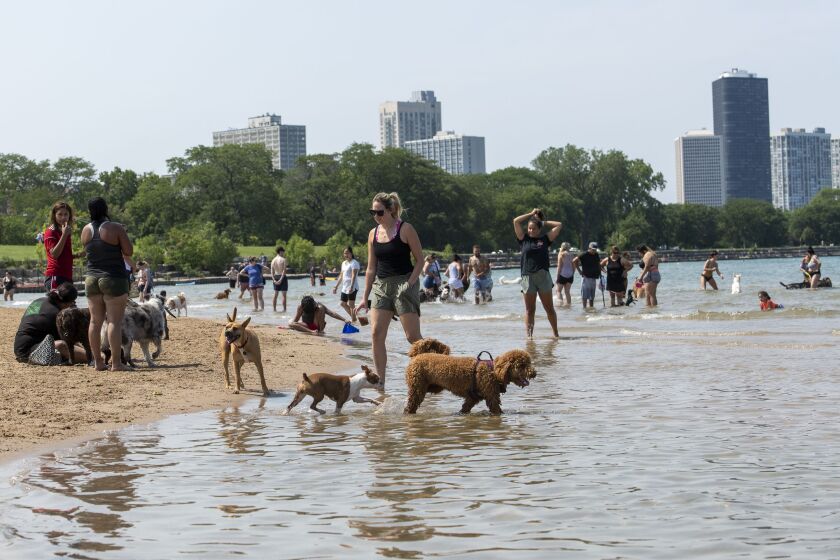 Montrose Dog Beach Guidelines